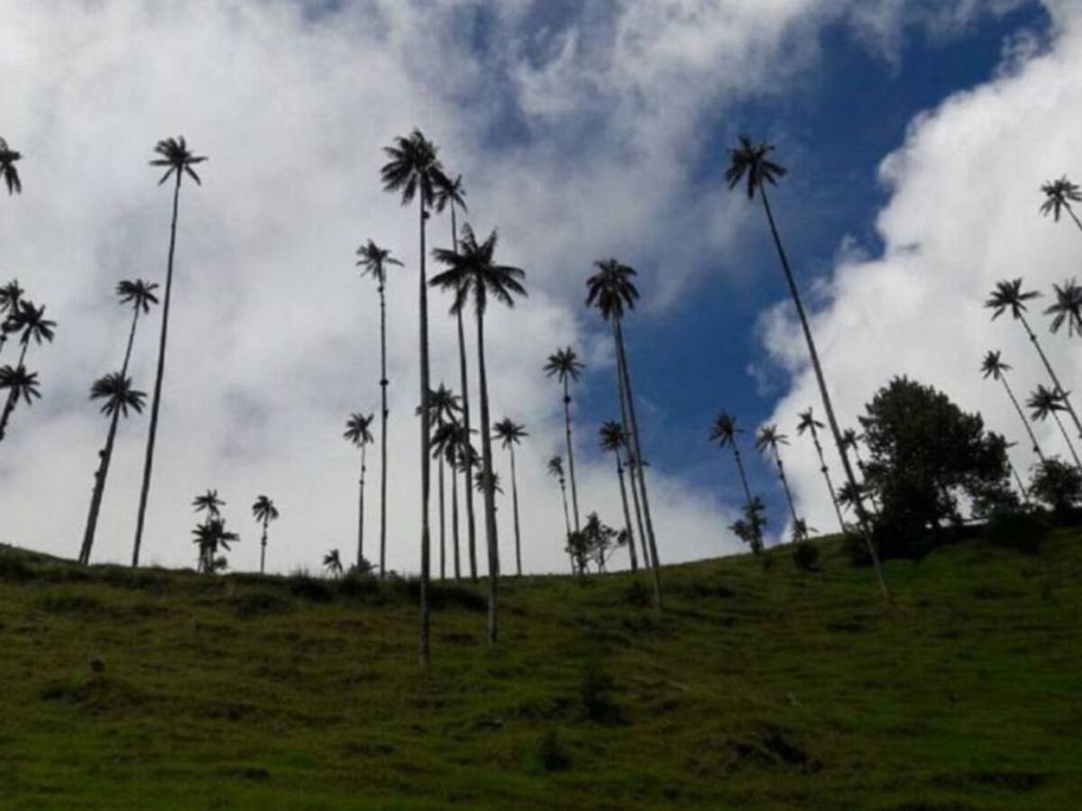 Valle del Cocora ya no es sujeto de derechos