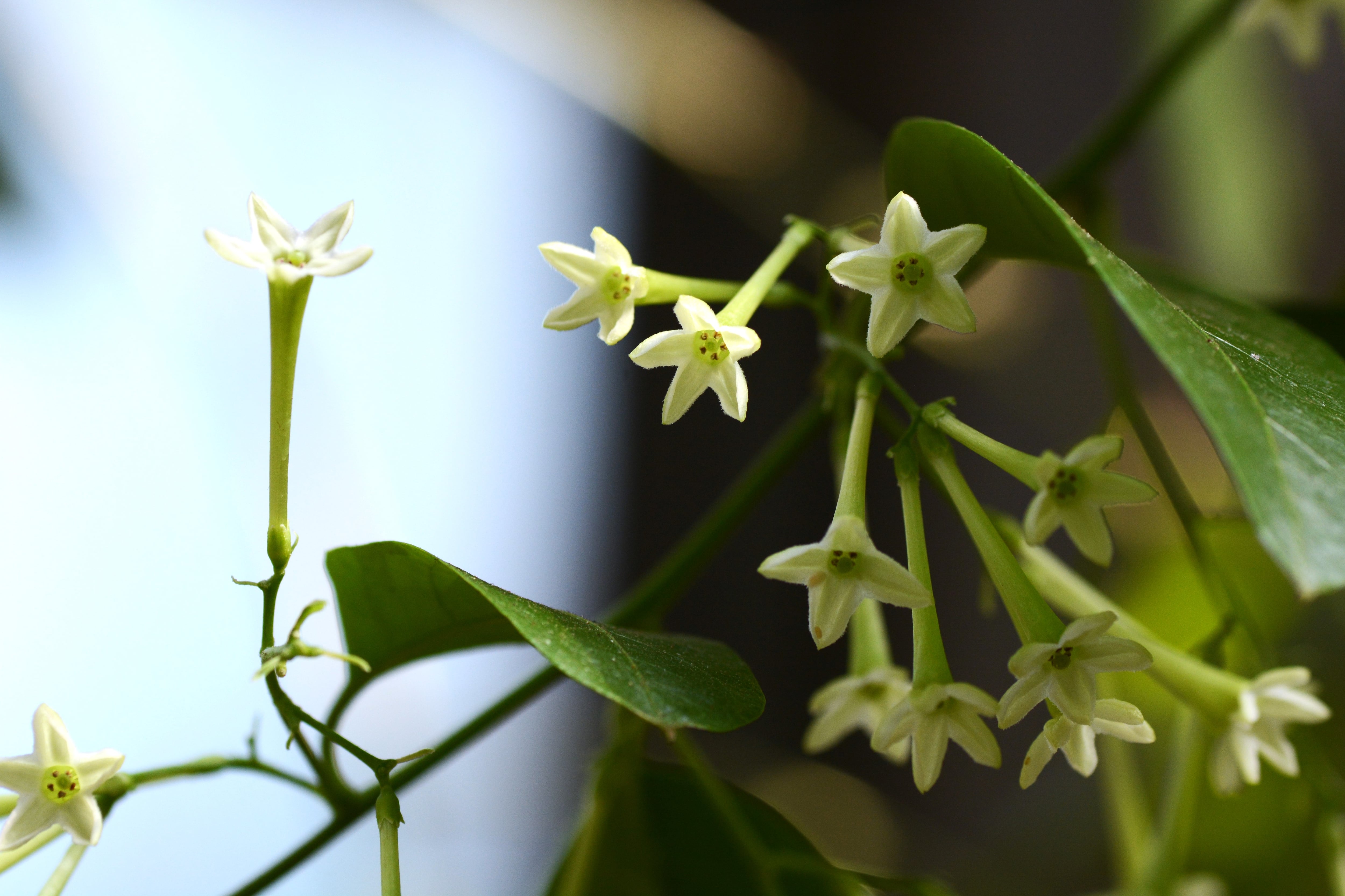 Flores de la planta 'Dama de la noches' (Foto vía Getty Images)