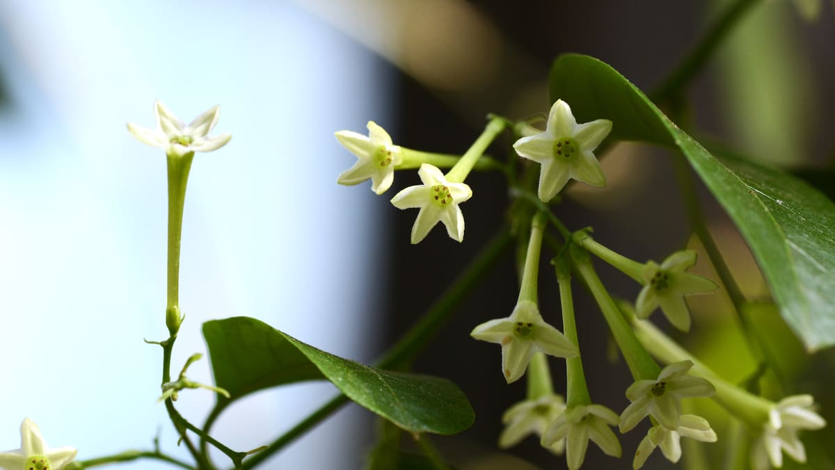 Planta 'Dama de noche': ¿a qué hora suelta el aroma? Significado, usos medicinales y más