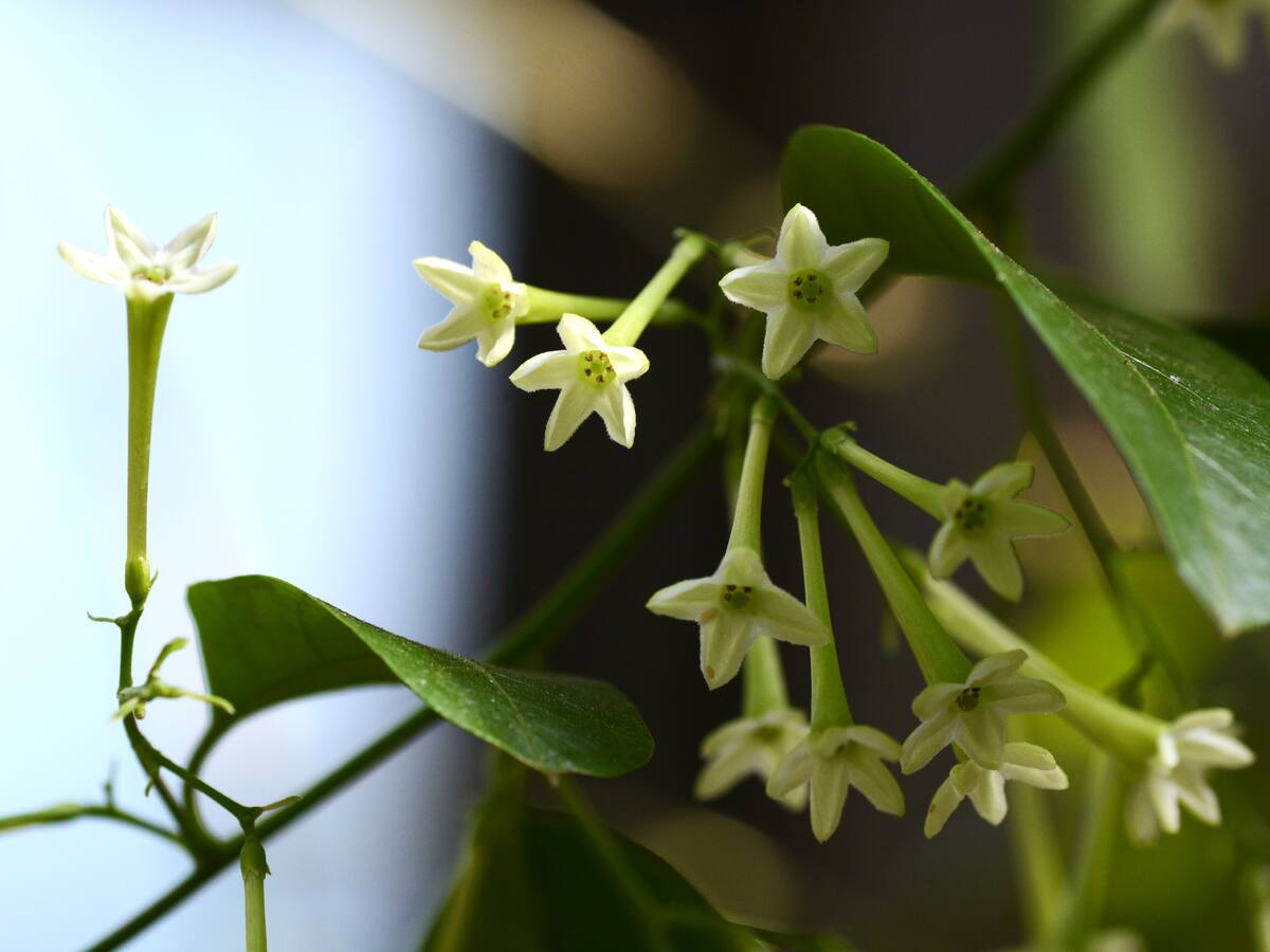 Planta 'Dama de noche': ¿a qué hora suelta el aroma? Significado, usos medicinales y más