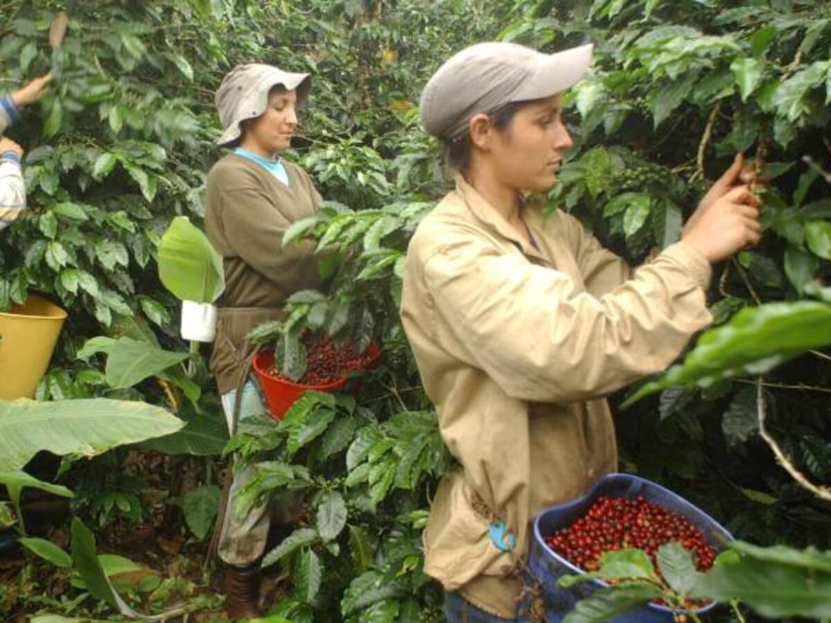 Sequía afecta producción cafetera en el Huila