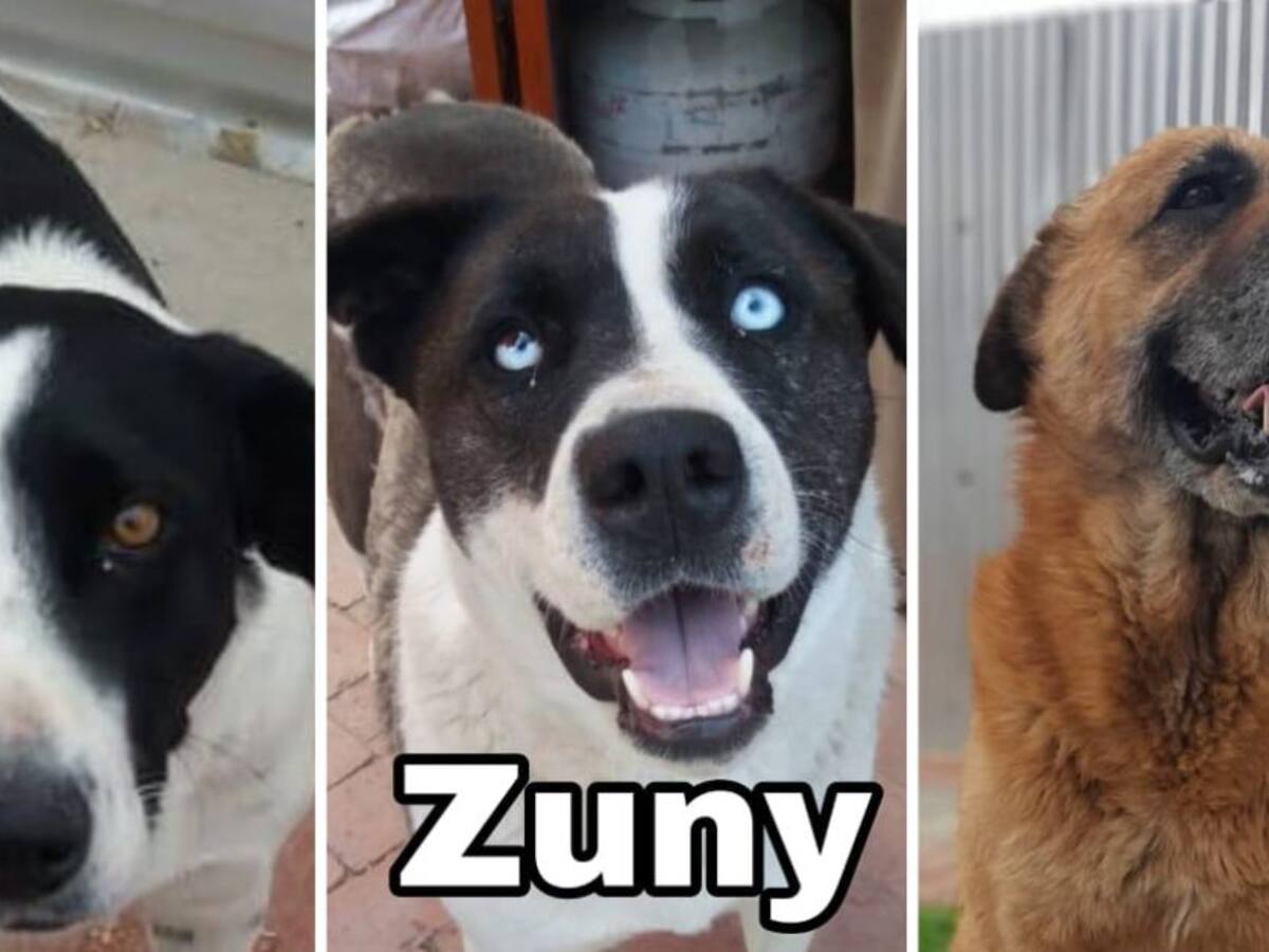 Azúcar, Mono y Zuny