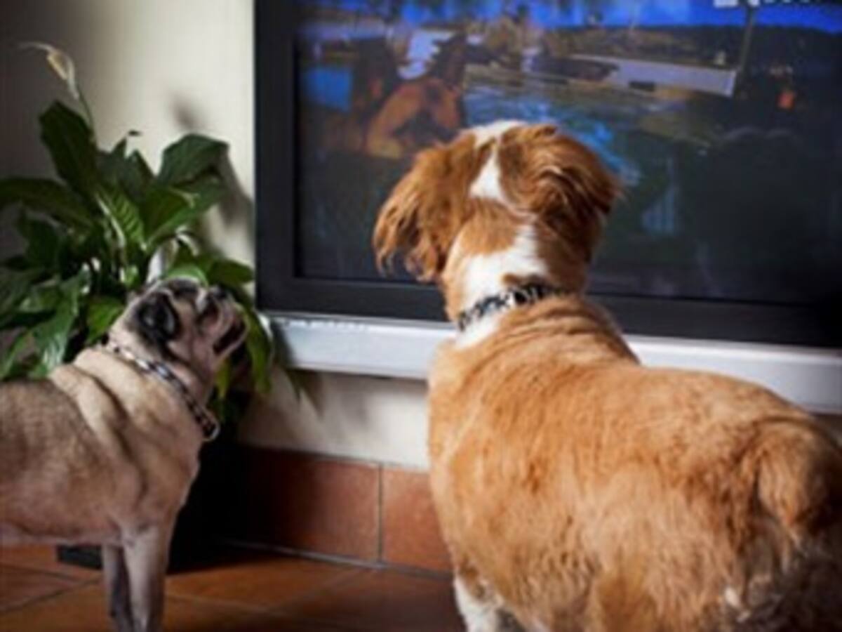 Por qué los perros están mirando más televisión