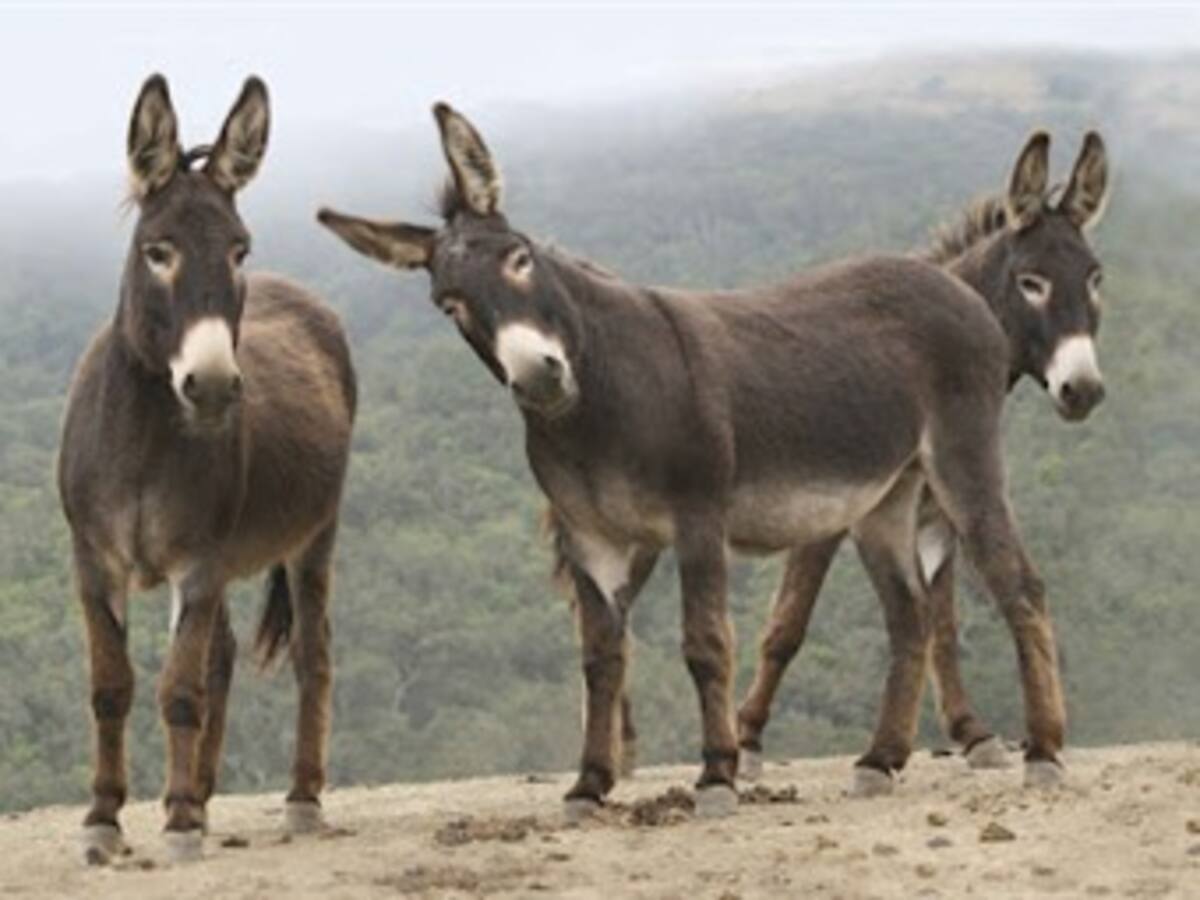 ¿Toque de queda para los burros y otros animales en Montería?