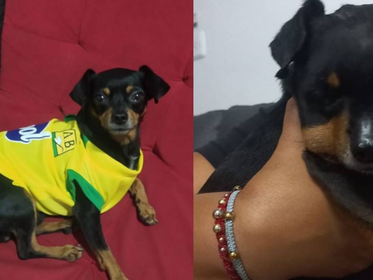 Nuevo caso de maltrato animal: un perro fue golpeado con un ladrillo en la cabeza