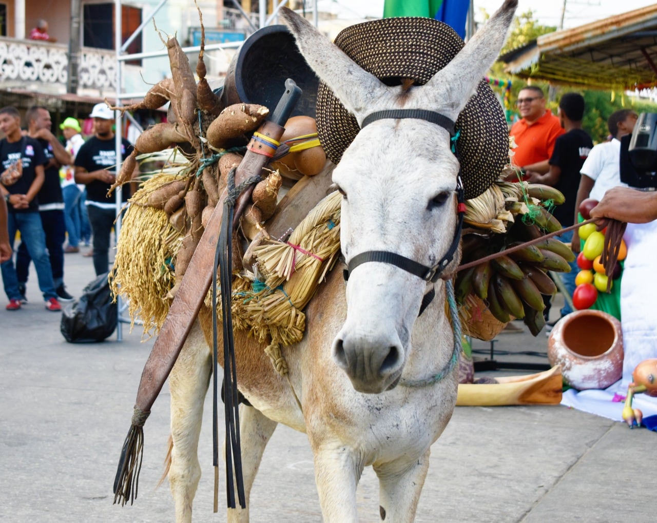 Desfile durante el Festival Nacional del Burro (Foto_cortesía Secretaría de Turismo de San Antero)