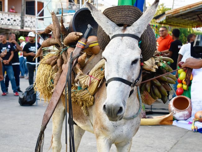 Desfile durante el Festival Nacional del Burro (Foto_cortesía Secretaría de Turismo de San Antero)