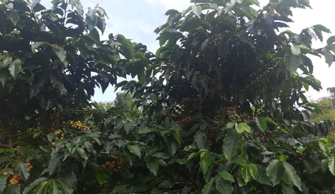 Cosecha cafetera llevará a su pico en este mes de octubre en el Quindío