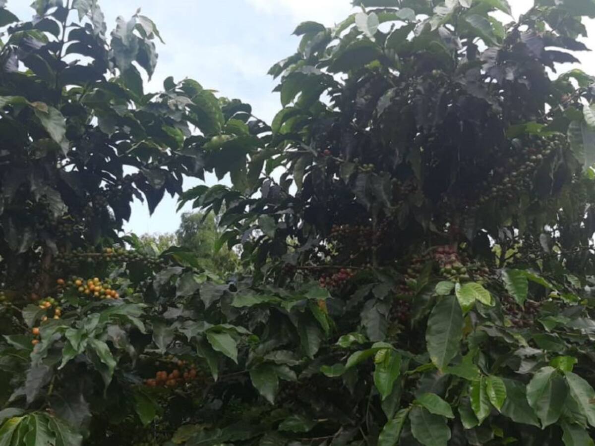 Las noticias más importantes de Armenia y Quindío, viernes 2 de octubre