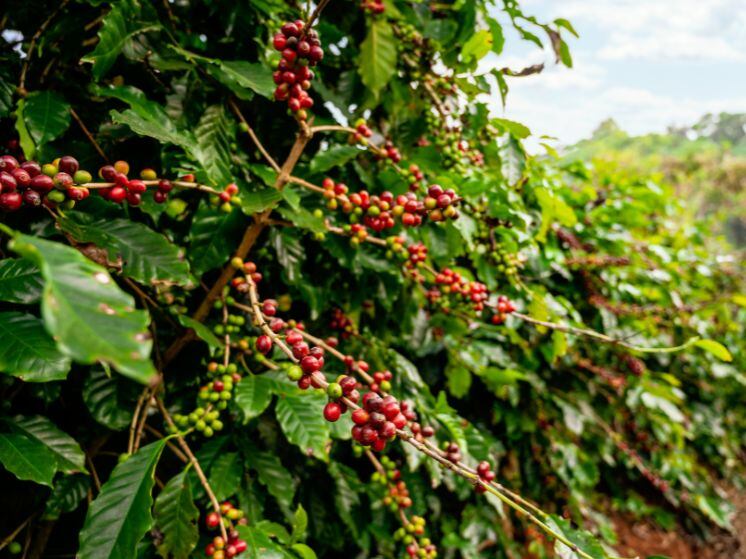 Se esperan en Caldas más de 40 mil recolectores para recoger la cosecha cafetera.