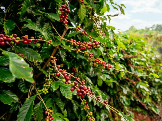 Se esperan en Caldas más de 40 mil recolectores para recoger la cosecha cafetera.