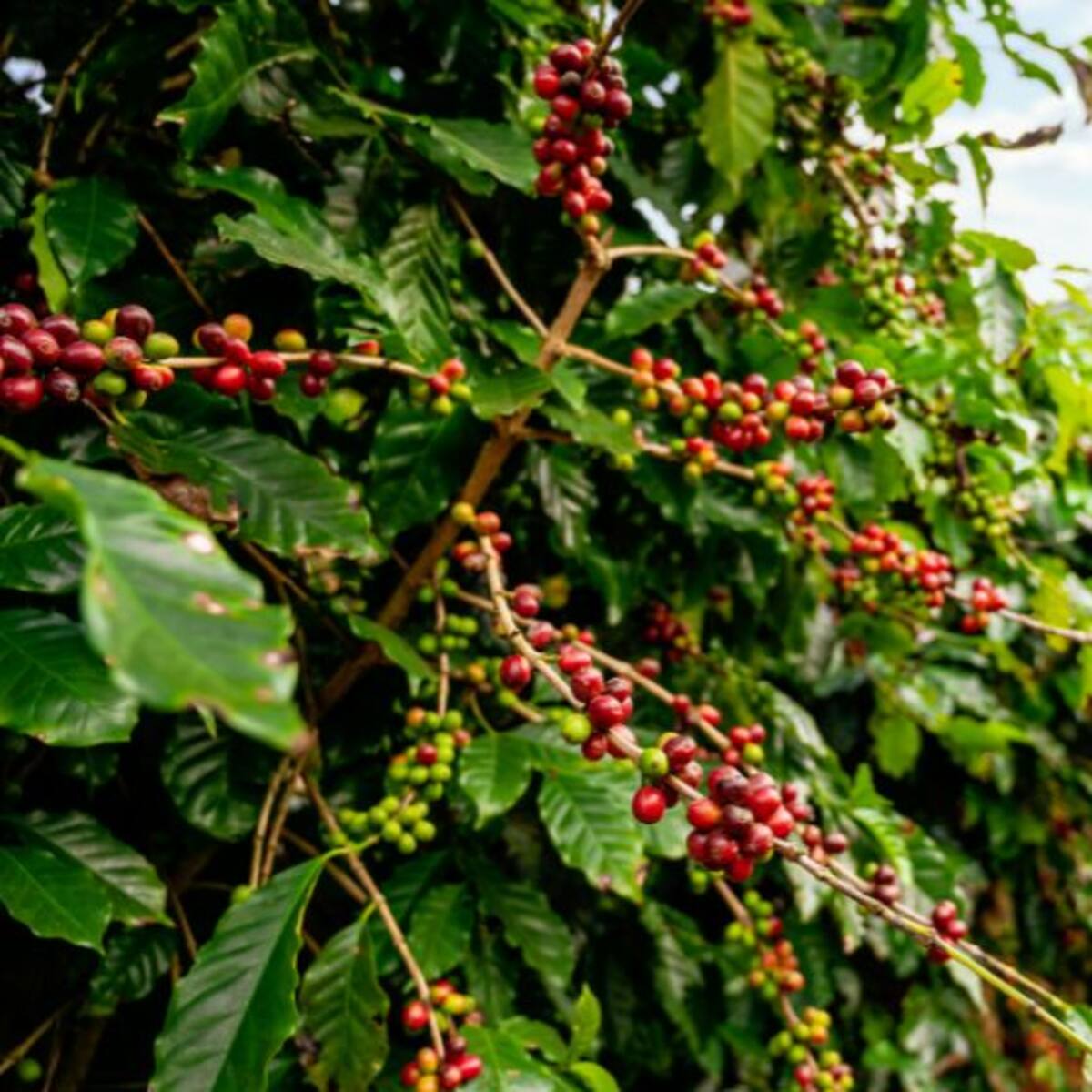 Se acerca una “mini bonanza” cafetera según el Ministro de Hacienda