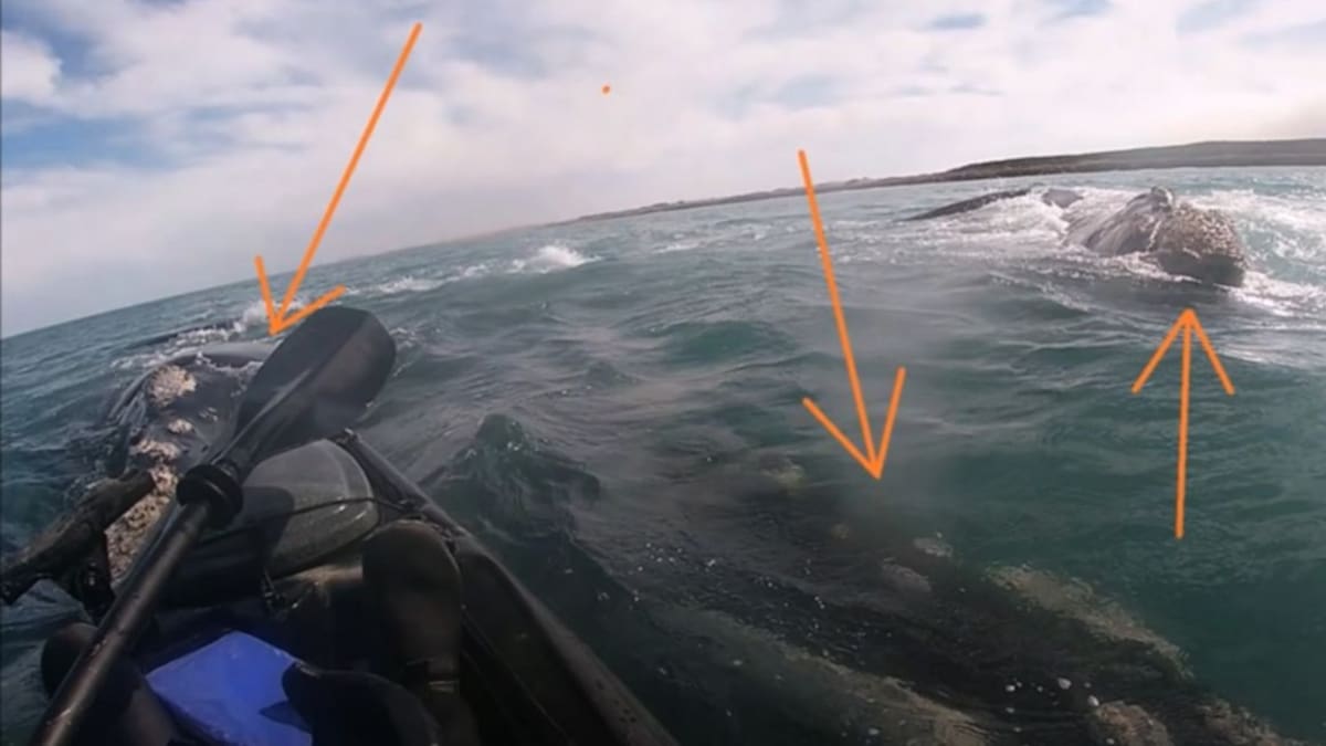 Una ballena llevó a pasear a un kayakista en Argentina en su lomo