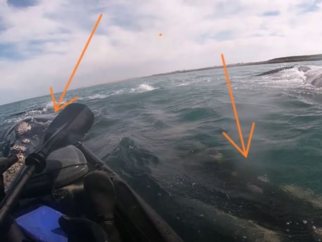 Una ballena llevó a pasear a un kayakista en Argentina en su lomo