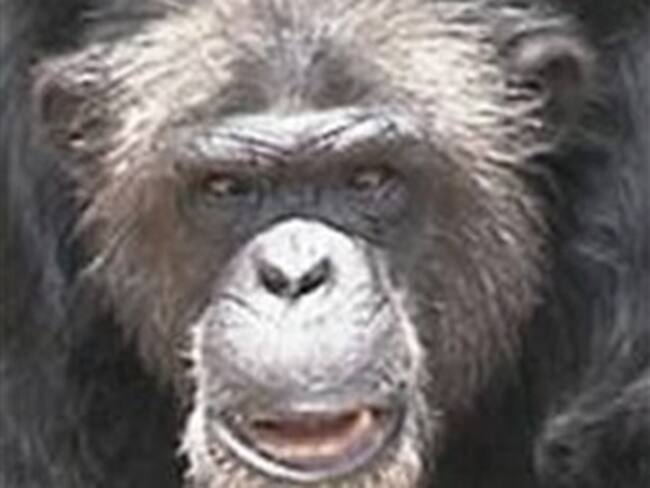 El genoma humano y el de los chimpancés es más diferente de lo que se creía