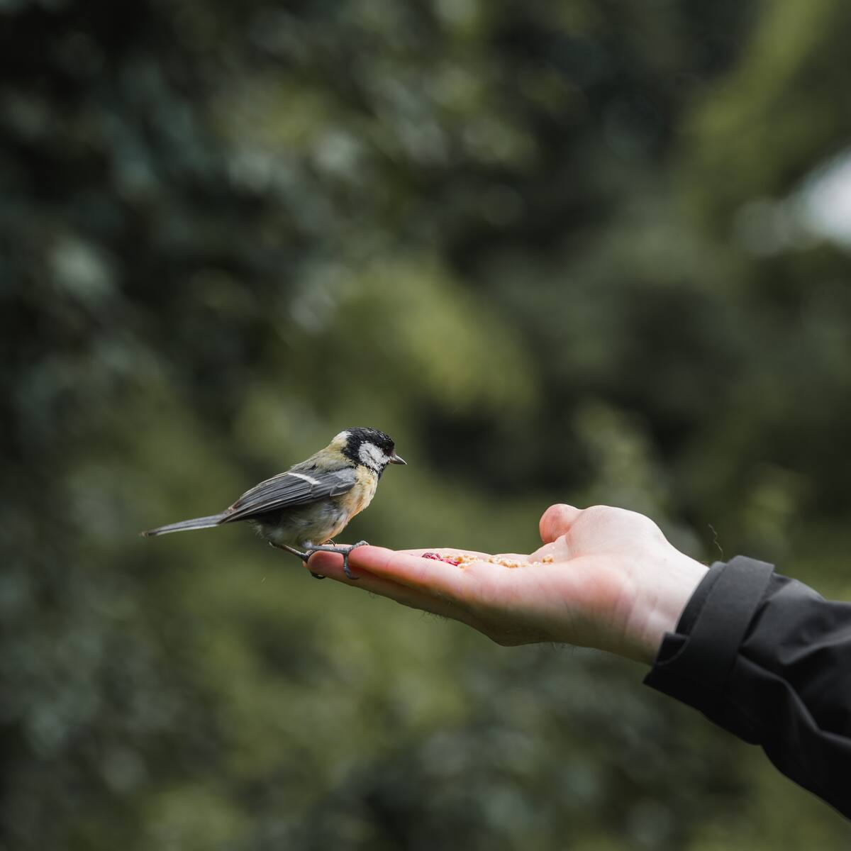 Ojo al dato: esto transmite el canto de los pájaros a los humanos,¿es bueno para la salud?
