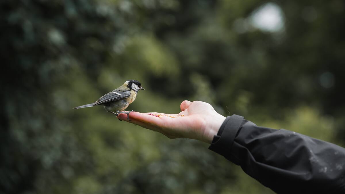 Ojo al dato: esto transmite el canto de los pájaros a los humanos,¿es bueno para la salud?
