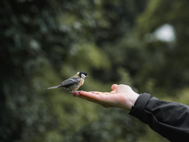 Pájaro al aire libre e interactuando con una persona // Imagen de referencia: Getty Images