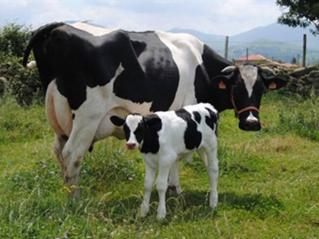 Nueva Zelanda está interesada en apoyar el sector lechero colombiano