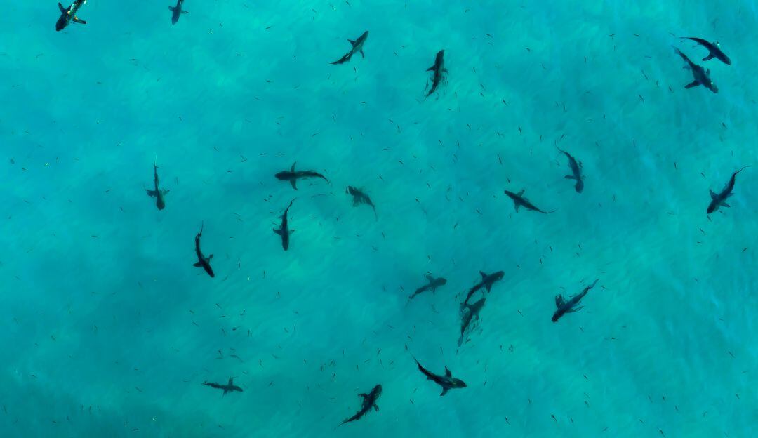 Prestadores de servicios turísticos estarían alimentando tiburones en San Andrés