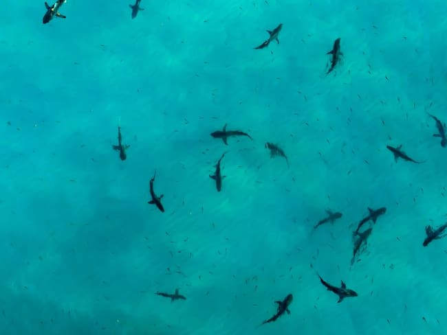 Prestadores de servicios turísticos estarían alimentando tiburones en San Andrés
