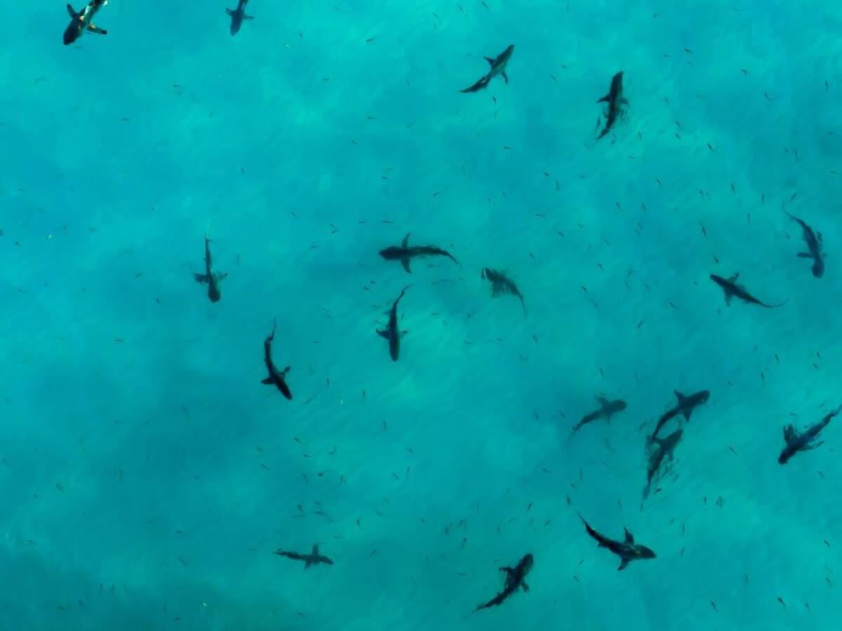 Prestadores de servicios turísticos estarían alimentando tiburones en San Andrés