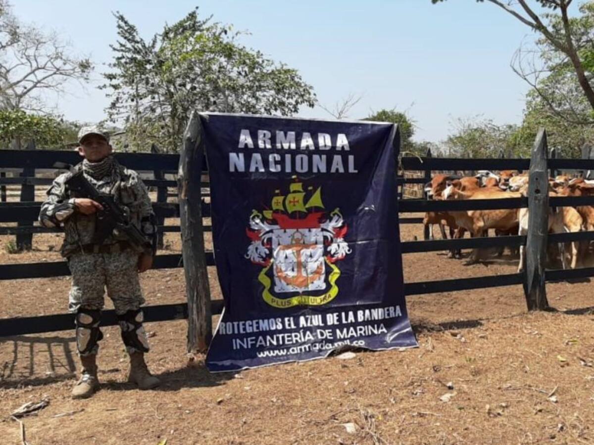Armada de Colombia recuperó 25 cabezas de ganado en Bolívar
