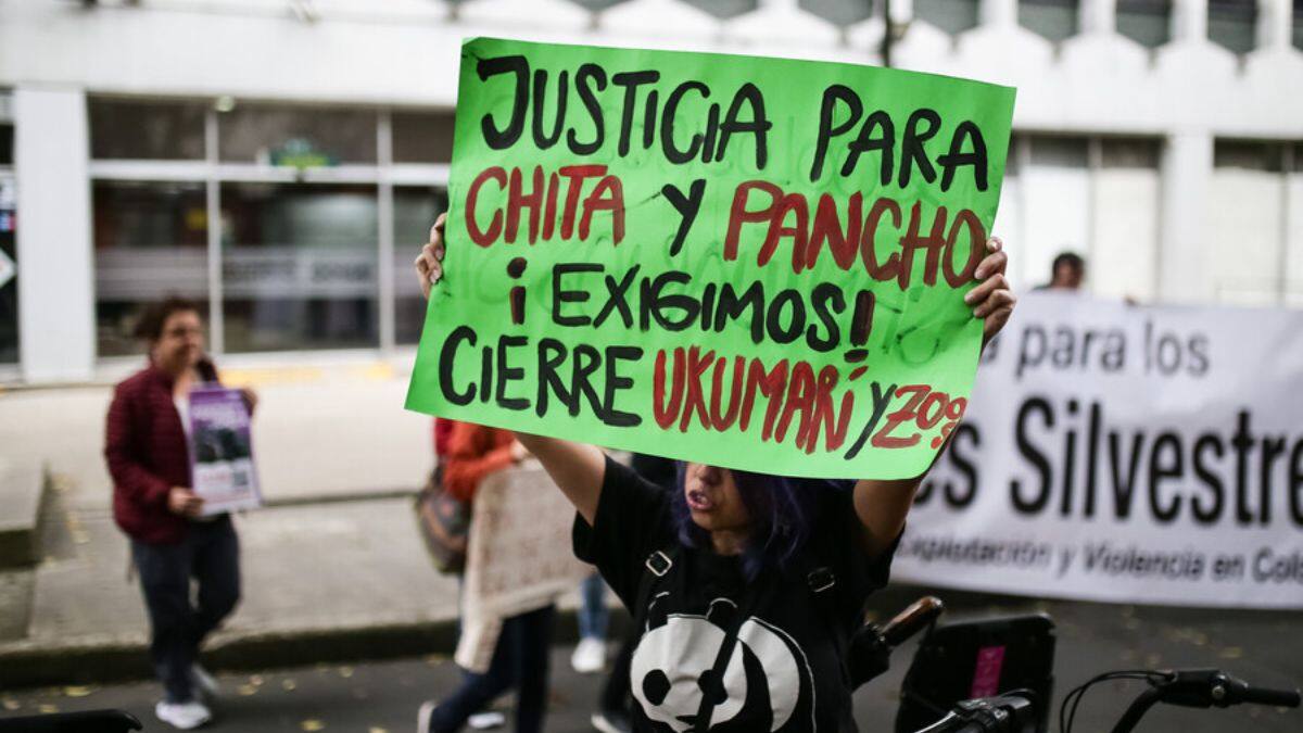 Animalistas en Pereira rechazan preclusión del caso Chita y Pancho para uniformados