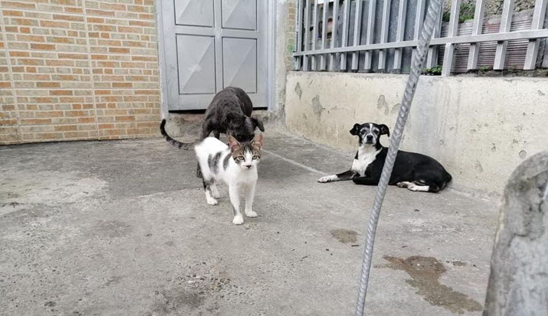 Perros y gatos se están perdiendo en Santander