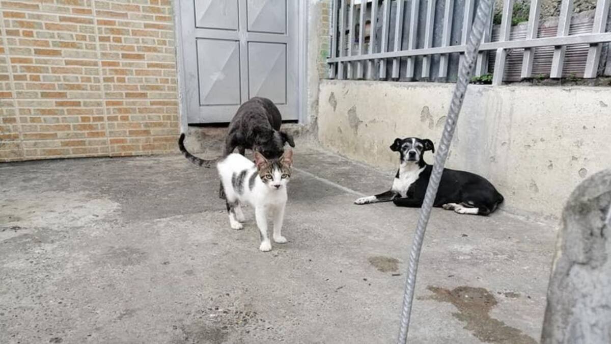 Animalistas y CRQ unidos por los perros y gatos de la calle en Armenia