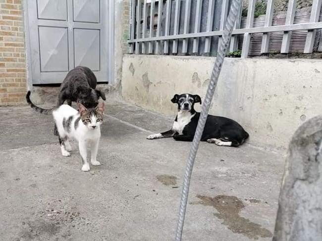 Animalistas y CRQ unidos por los perros y gatos de la calle en Armenia