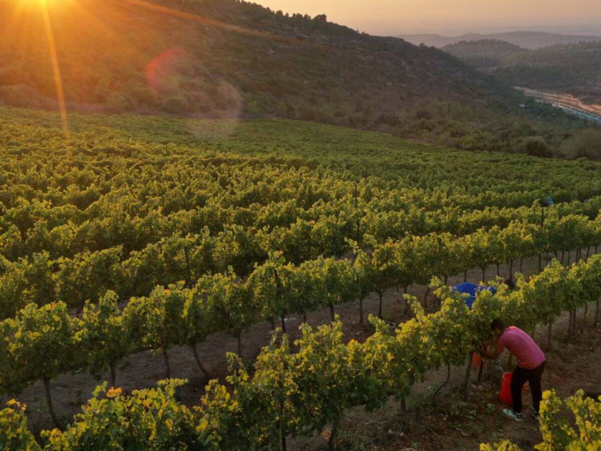 Líneas especiales de crédito para el agro