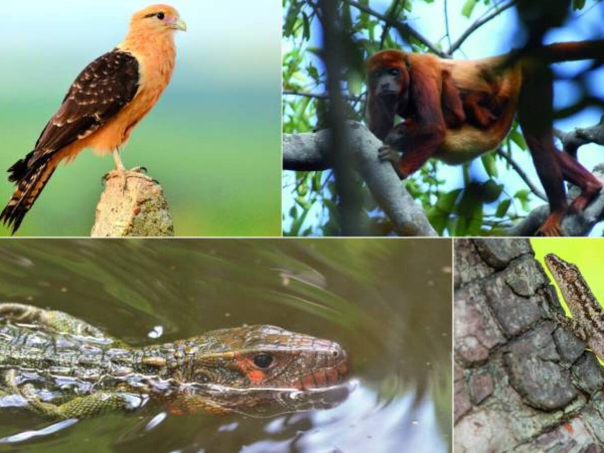 Sorpresiva biodiversidad del río Bita en el Vichada