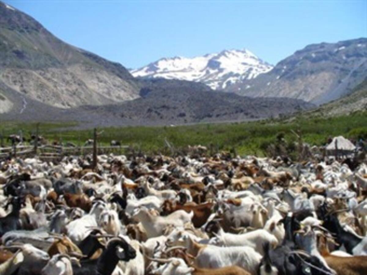 El ICA ha vacunado a 30 mil chivos en la Guajira pero no se ha superado el brote de antrax