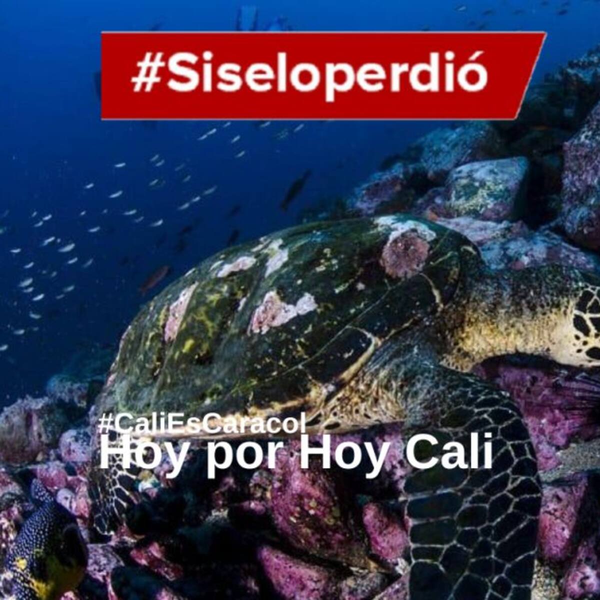 Cali Hoy por Hoy 08 de junio del 2020