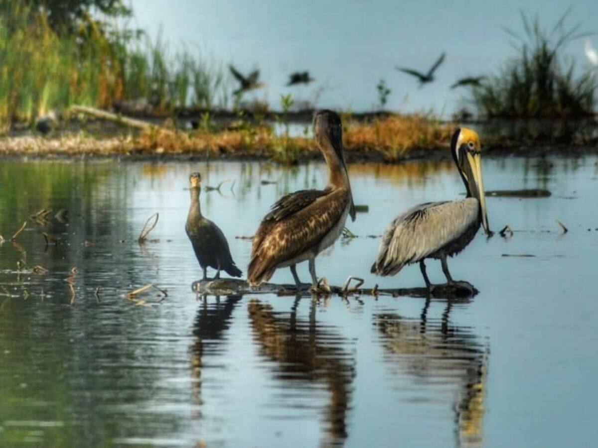 Más de 500 pelícanos han muerto por foco de influenza aviar en la Isla Gorgona