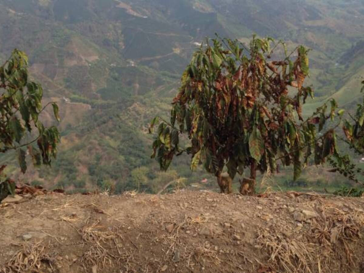 Verano afecta cultivos en Caldas