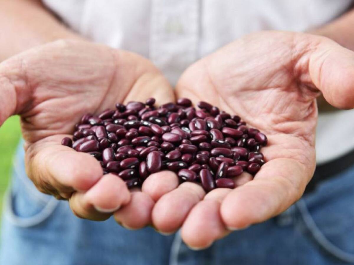 Productores de frijol en el Tolima en difícil crisis económica