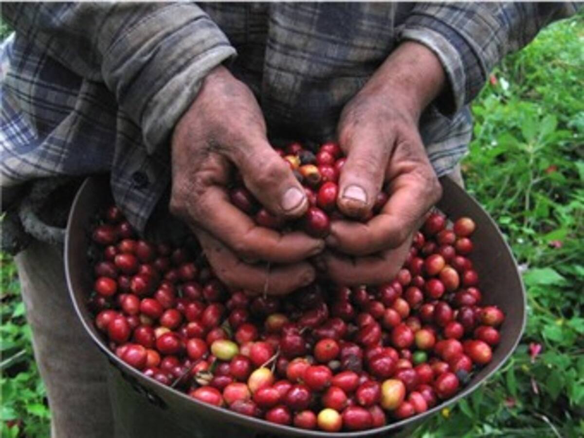 Revaluación del peso y bajos precios internacionales afectan producción de café