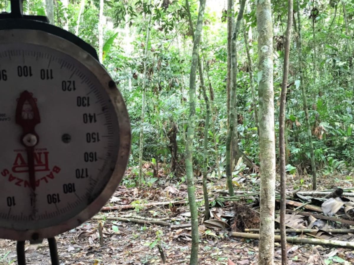 En el corazón cocalero del frente disidente de las Farc