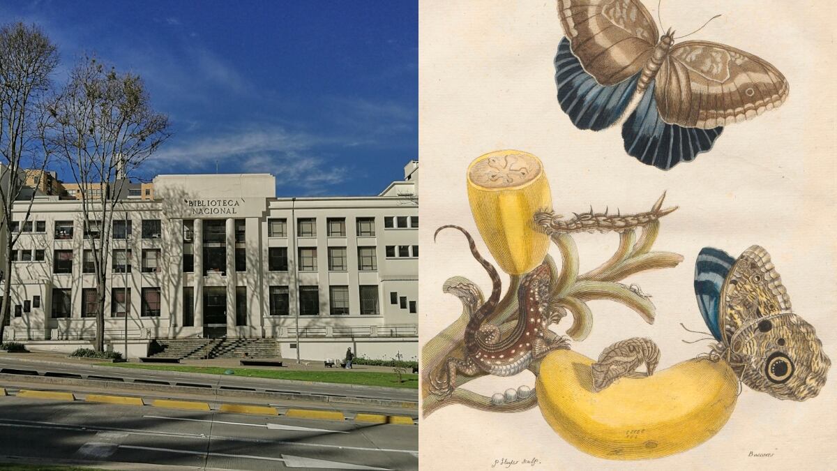 Ilustración de Maria Sibylla Merian - Biblioteca Nacional de Colombia