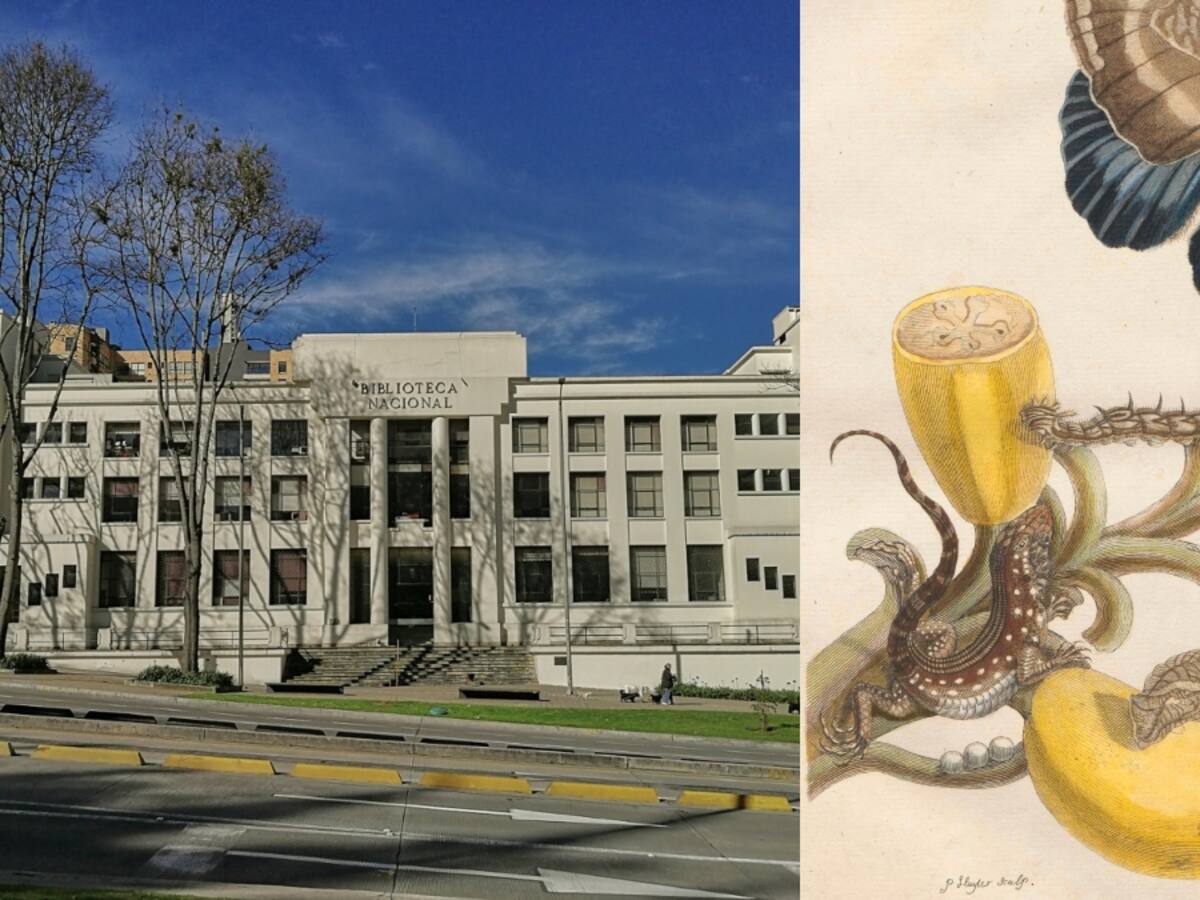 Mariposas, orugas y enredaderas se toman la Biblioteca Nacional en una nueva exposición