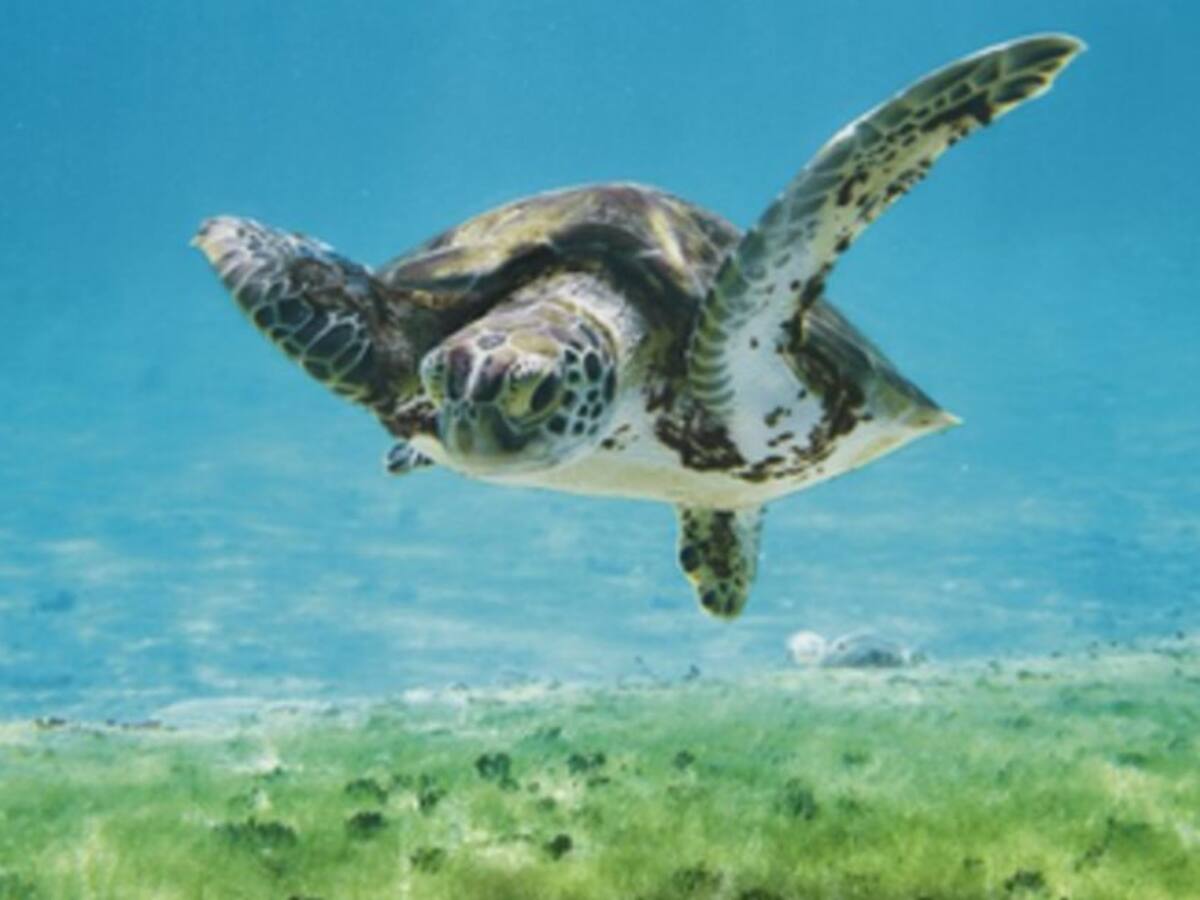 Descubriendo las Praderas Submarinas