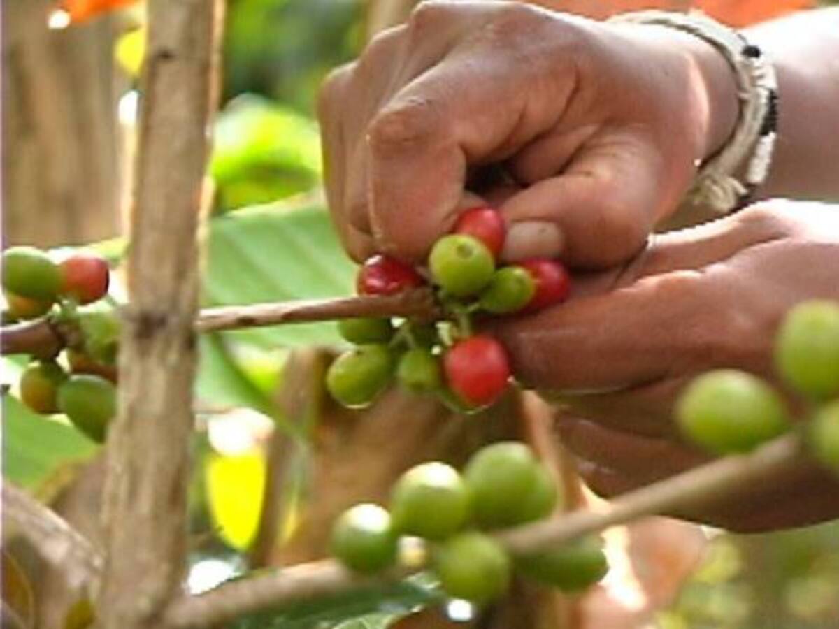 Gobierno buscará renovar 253.000 millones de árboles de café