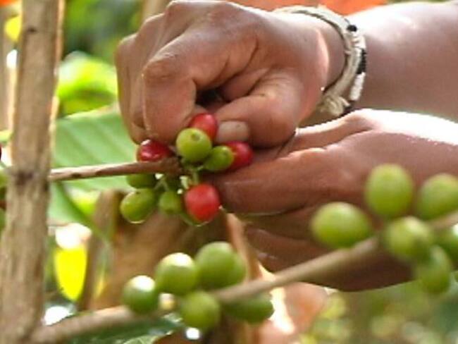 Gobierno buscará renovar 253.000 millones de árboles de café