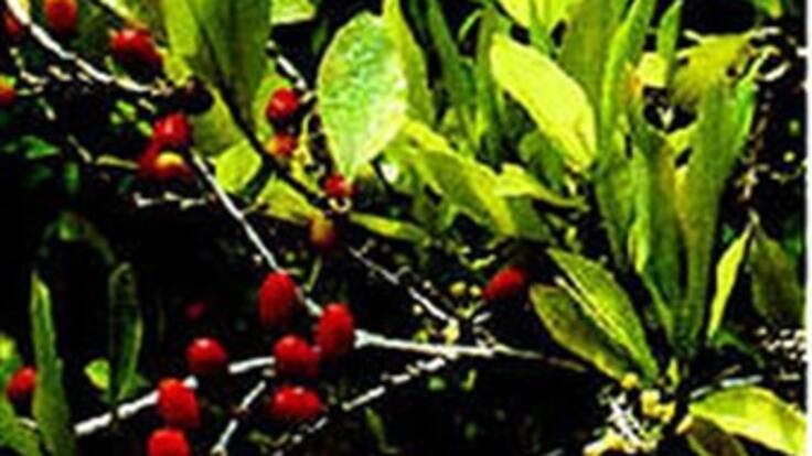 En Bogotá funciona la "Embajada de la coca"