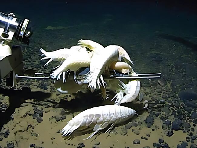 Alicella gigantea // de: royalsocietypublishing.org