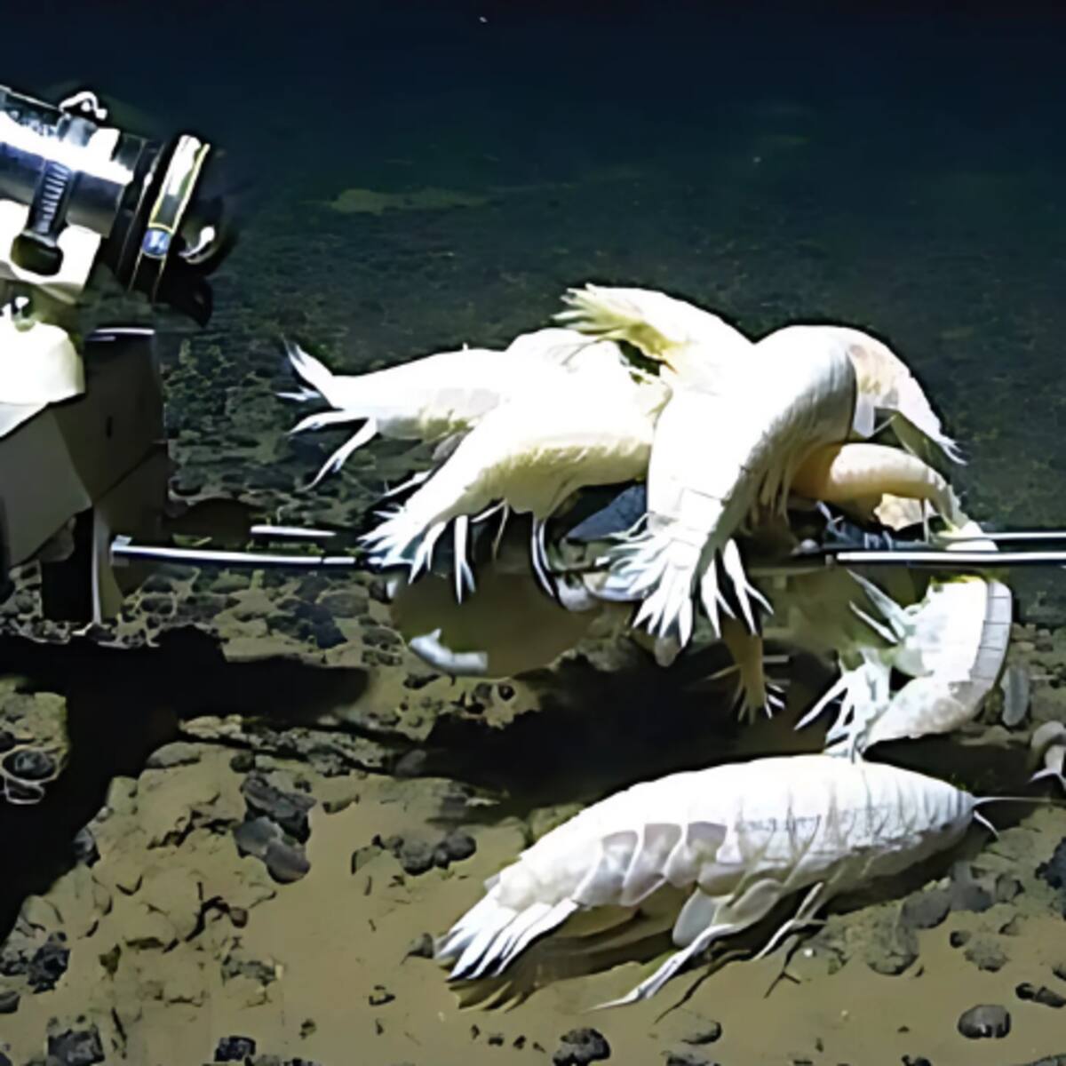 Descubren que este crustáceo gigante habita el 59% de los océanos y no es tan raro como se creía