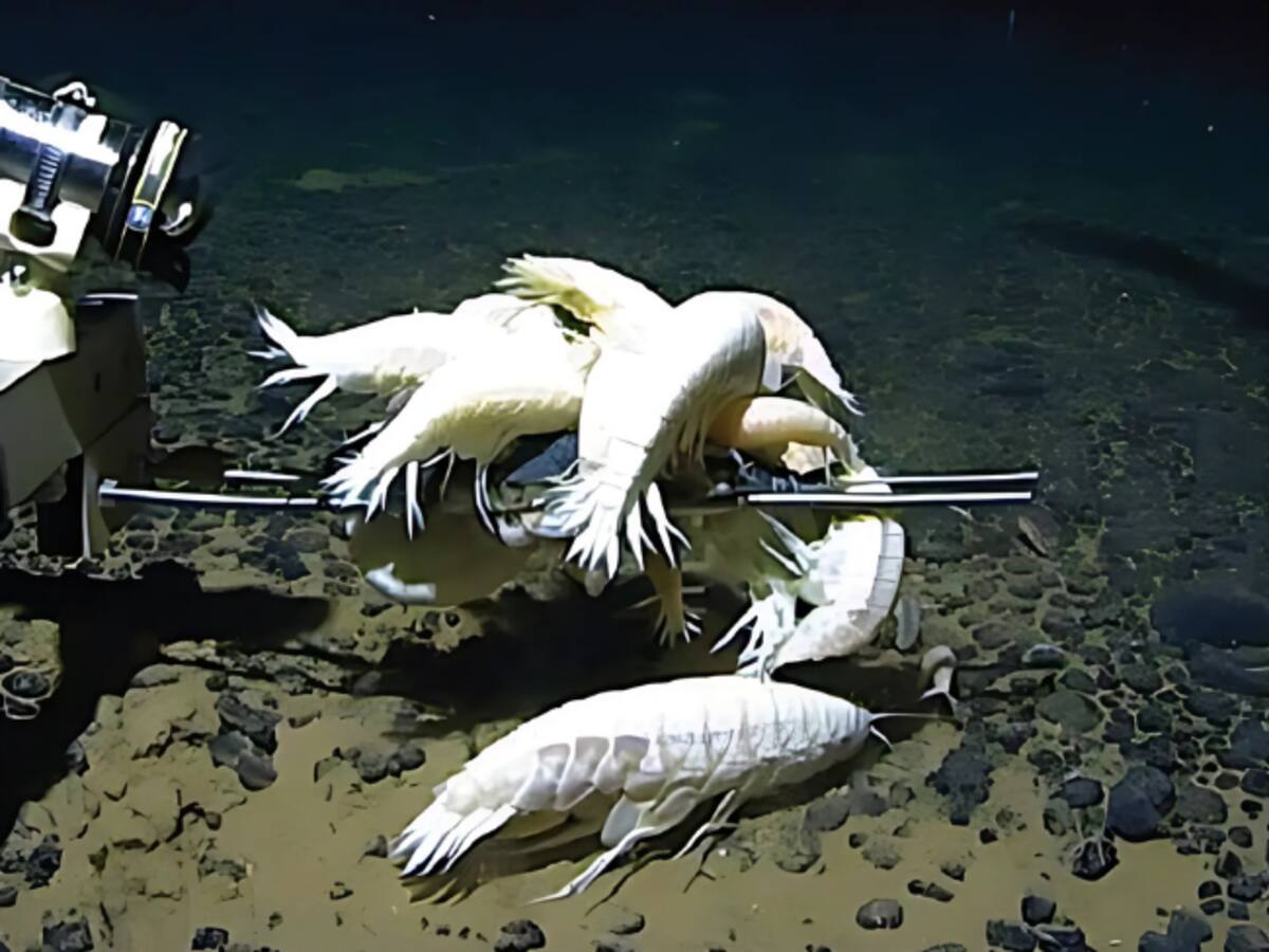 Descubren que este crustáceo gigante habita el 59% de los océanos y no es tan raro como se creía