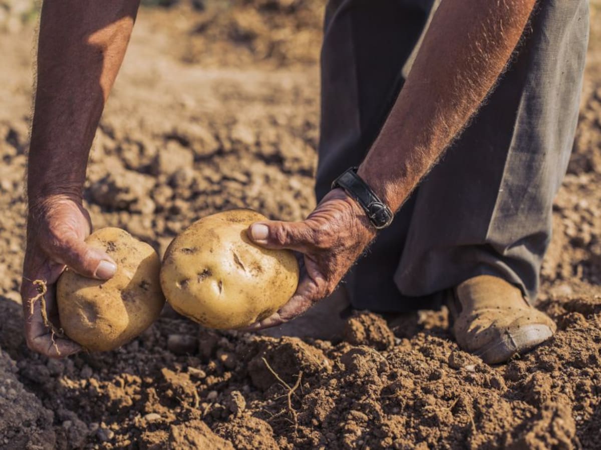 ‘Papa Challenge’ para pedir que frenen la importación de Papa en Colombia
